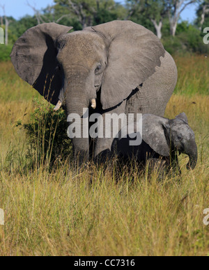 Mother elephant takes defensive position while baby is just curious Stock Photo