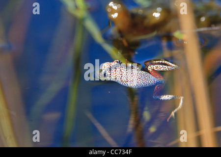 Angolan Painted Reed Frog in the Okavango Delta in Botswana, Southern ...