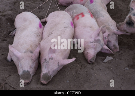 Five pink pigs tied up and for sale lie on the ground facing forward while standing side by side at the market. Stock Photo