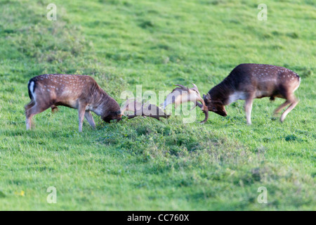 Fallow Deer (Dama dama), Two Bucks Fighting during the Rut, Royal Deer Park, Klampenborg, Copenhagen, Sjaelland, Denmark