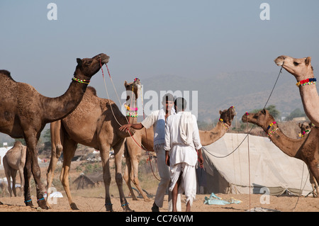 Two men talking, Camel Fair, Pushkar, Rajasthan, India Stock Photo