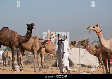 One man pointing direction to the other, Camel Fair, Pushkar, Rajasthan, India Stock Photo