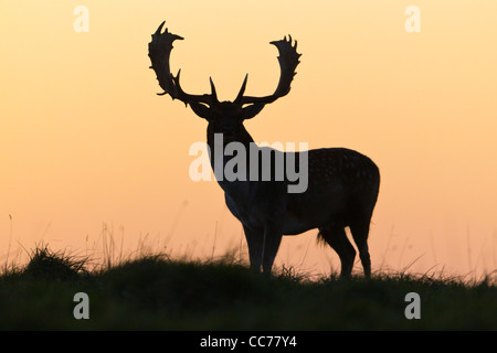Fallow Deer (Dama dama), Buck silhouette on horizon at dusk, Royal Deer Park, Klampenborg, Copenhagen, Sjaelland, Denmark Stock Photo