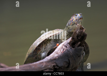 A Yellow-spotted Amazon River Turtle (Podocnemis unifilis) basking on a log in the Peruvian Amazon Stock Photo