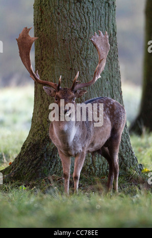 Fallow Deer (Dama dama), Buck Standing in Wood, Royal Deer Park, Klampenborg, Copenhagen, Sjaelland, Denmark Stock Photo