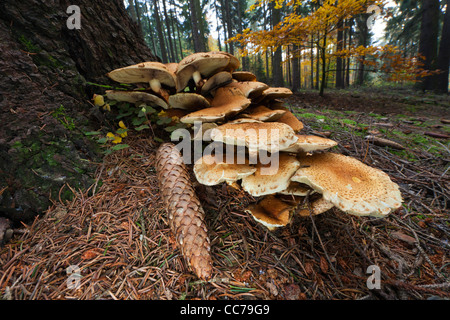 Honey Fungus (Armelleria mellea), growing at base of Fir Tree Stem, Lower Saxony, Germany Stock Photo