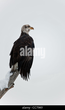 Young Bald eagle perched on dead tree Stock Photo