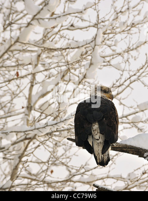 Portrait of an eagle of a dead tree sitting on a branch. Haliaeetus leucocephalus washingtoniensis. Stock Photo