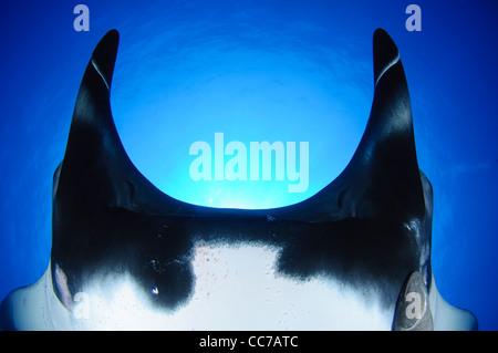 A sunball behind a Giant manta ray (Manta birostris) near San Benedicto Island of the Revillagigedo Islands in Mexico. Stock Photo