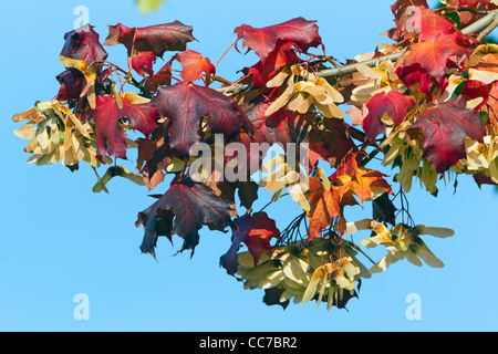 Norway Maple (Acer platanoides), Leaves and Seeds, in Autumn Colour, Lower Saxony, Germany Stock Photo