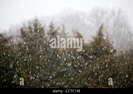 Falling snow flakes caught in the camera as a blizzard covers fir trees in the background Stock Photo