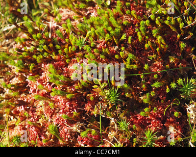 Sphagnum moss (Sphagnum caplillifolium) and star moss (Polytrichum commune) with bilberry shoots in sunny bog Stock Photo