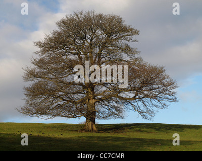 mature winter sycamore with spreading crown of branches Stock Photo