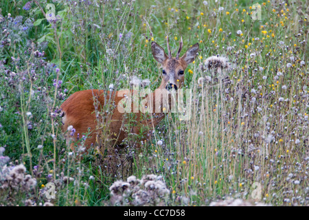 Roe Deer (Capreolus capreolus), Buck in Grass Wilderness, Lower Saxony, Germany Stock Photo
