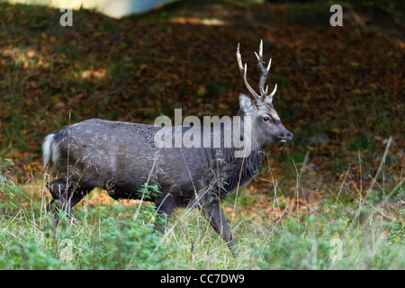 Sika Deer (Cervus nippon), Stag, Royal Deer Park , Klampenborg, Copenhagen, Sjaelland, Denmark Stock Photo