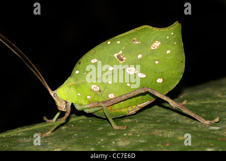 A brilliantly camouflaged Leaf Katydid in the Peruvian Amazon Isolated with plenty of space for text