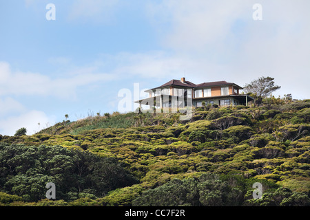 Wild New Zealand forest of tea tree and kauri regrowth Waitakere Ranges national park Auckland North Island New Zealand Stock Photo