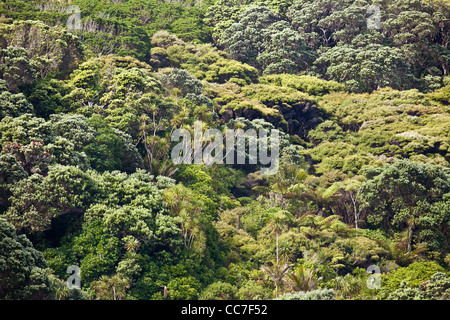 Wild New Zealand forest of tea tree and kauri regrowth Waitakere Ranges national park Auckland North Island New Zealand Stock Photo