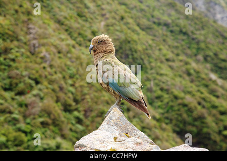 Kea the Mountain Parrot. Native to alpine regions of New Zealand Stock Photo