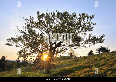 Tree, Kahler Asten, Winterberg, Hochsauerland, North Rhine-Westphalia, Germany Stock Photo