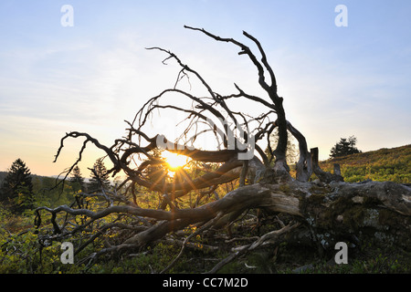 Dead Tree, Kahler Asten, Winterberg, Hochsauerland, North Rhine-Westphalia, Germany Stock Photo