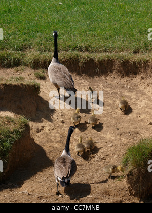Canada goose, Branta canadensis and gosling's, UK Stock Photo