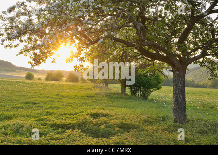 Apple Tree, Wissinghausen, Medebach, Hochsauerland, North Rhine-Westphalia, Germany Stock Photo