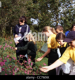 A group of British schoolchildren on a nature study field trip looking at Himalayan Balsam plants  'Impatiens glandulifera' in autumn UK  KATHY DEWITT Stock Photo