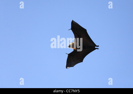 Seychelles bat - Pteropus seychellensis Stock Photo