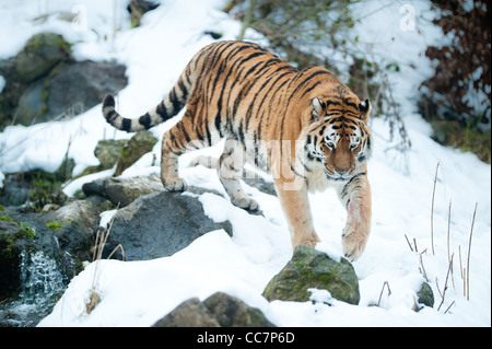Amur tiger (lat. Panthera tigris altaica)
