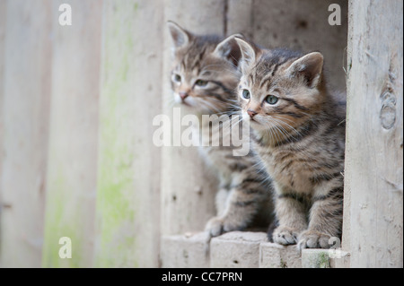 cute wildcat babies (lat. Felis silvestris) Stock Photo