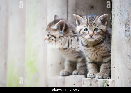 cute wildcat babies (lat. Felis silvestris) Stock Photo