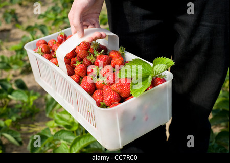 ripe strawberries in white plastic punnet Stock Photo