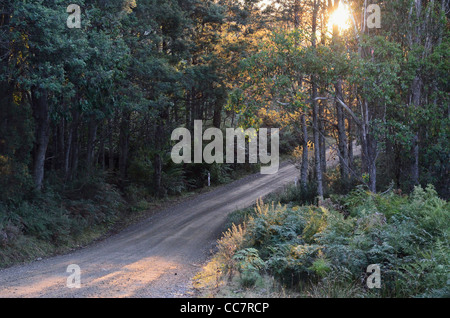 Dirt Road through Forest, Liffey Falls State Reserve, Tasmania, Australia Stock Photo