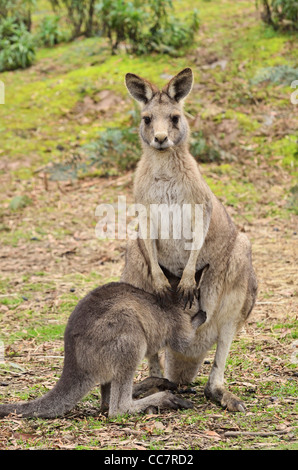 Eastern Grey Kangaroos, Tasmania, Australia Stock Photo