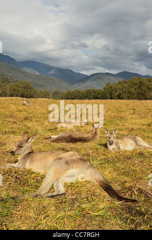 Eastern Grey Kangaroos, Geehi, Kosciuszko National Park, New South Wales, Australia Stock Photo