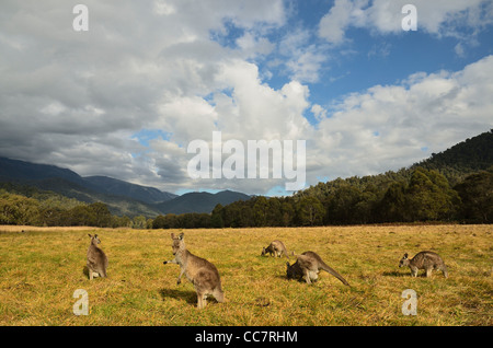 Eastern Grey Kangaroos, Geehi, Kosciuszko National Park, New South Wales, Australia Stock Photo