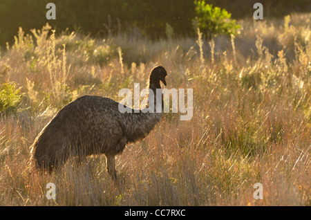 Emu, Wilsons Promontory National Park, Victoria, Australia Stock Photo