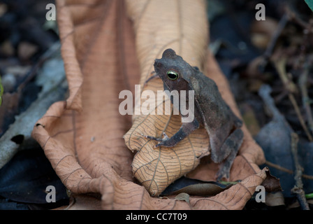 Leaf-litter toad on the forest floor in Metropolitan park, Panama city, Panama province, Republic of Panama. Stock Photo