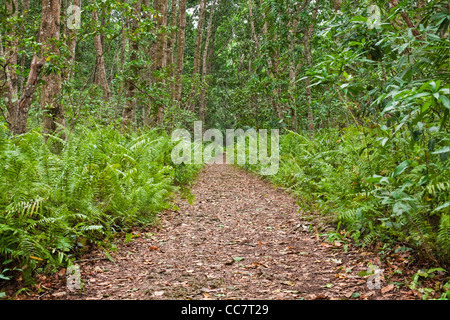 Ferns and Pathway, Jozani Chwaka Bay National Park, Unguja, Zanzibar, Tanzania Stock Photo