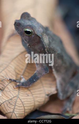 Leaf-litter toad on the forest floor in Metropolitan park, Panama city, Panama province, Republic of Panama. Stock Photo