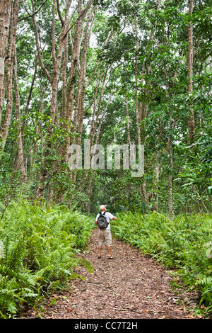 Tourist, , Jozani Chwaka Bay National Park, Unguja, Zanzibar, Tanzania Stock Photo