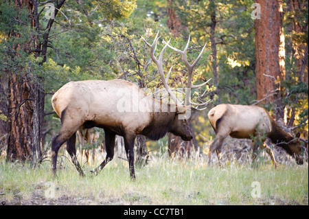 Mule deer (lat. Odocoileus hemionus) in the woods of Grand Canyon National Park, Utah, USA Stock Photo