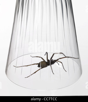 studio photography of a spider caught with a drinking glass, in white back Stock Photo