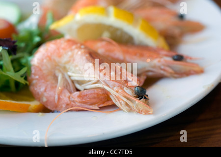 Prawns on a plate,appetizer, closeup, color, cooked, cooking, crustacean, cuisine, delicious, diet, dinner, dish, eat, fish, foo Stock Photo