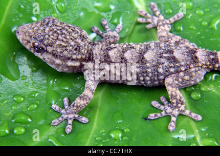 gecko in the wild on a green leaf Stock Photo