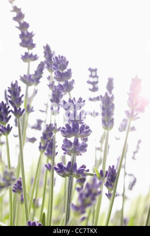 Close-up of Lavender Stock Photo