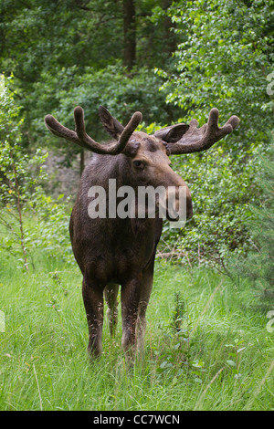 Bull Moose in Game Reserve, Hesse, Germany Stock Photo