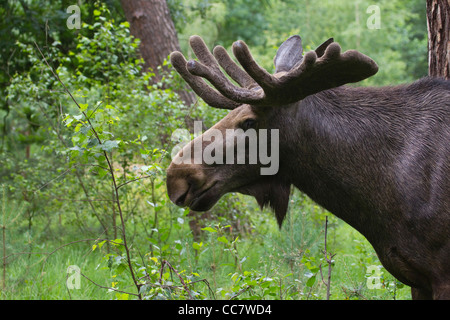 Bull Moose in Game Reserve, Hesse, Germany Stock Photo