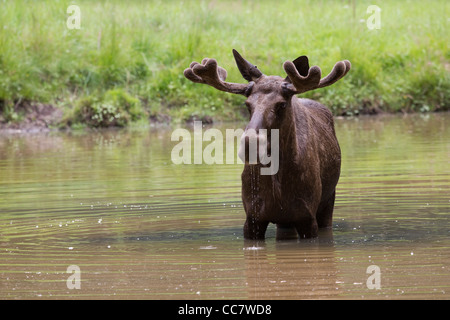 Bull Moose Standing in Lake in Game Reserve, Hesse, Germany Stock Photo